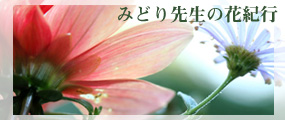 フラワーカウンセリング 福岡 花からのメッセージ 