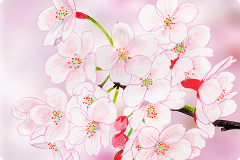 「さ」の桜のイラスト画像